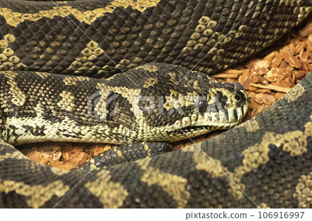 Jungle carpet python 106916997