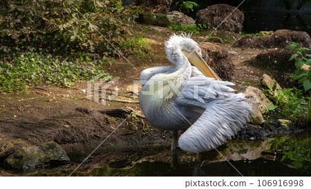 Waterfowl bird pelican with a large beak 106916998