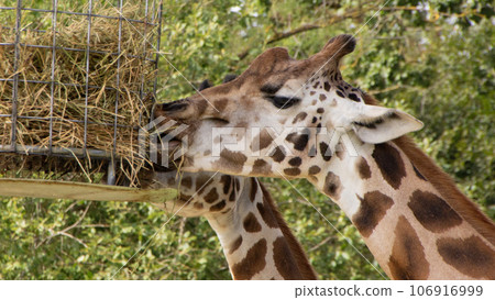 Giraffes eating from a basket at the zoo Giraffes eating from a basket at the zoo 106916999