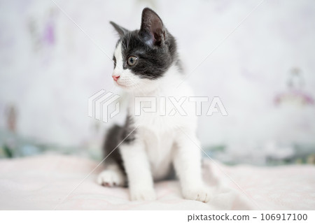 Cute little grey and white kitten sitting on sofa. Young cute little kitty at home. Cute funny home pets. Domestic animal and young kittens Cute little grey and white kitten sitting on sofa. Young cute little kitty at home. Cute funny home pets. Domestic animal and young kittens 106917100