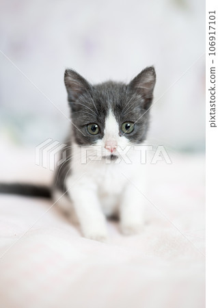 Cute little grey and white kitten sitting on sofa. Young cute little kitty at home. Cute funny home pets. Domestic animal and young kittens Cute little grey and white kitten sitting on sofa. Young cute little kitty at home. Cute funny home pets. Domestic animal and young kittens 106917101