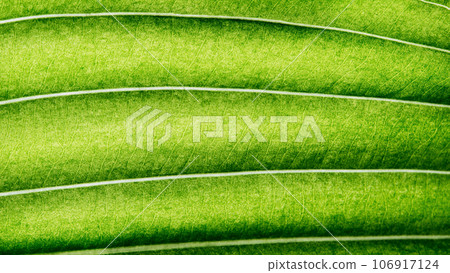 Extreme close up texture of leaf veins. backlight fresh green Leaf. morning sunlight with copy space as background natural green plants landscape, ecology, fresh wallpaper concept. macro 106917124