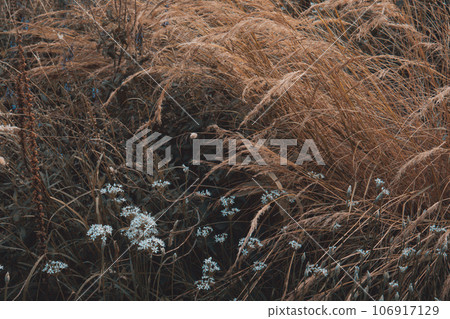Dry brown grasses, flowers, plants, herbs sway in the wind in wildlife background in dark key. Cultivation and care of plants. Abandoned grassed wasteland, field, meadow, grassland. High quality photo Dry brown grasses, flowers, plants, herbs sway in the wind in wildlife background in dark key. Cultivation and care of plants. Abandoned grassed wasteland, field, meadow, grassland. High quality photo 106917129