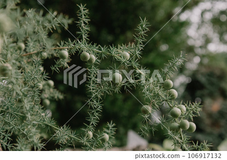 Juniperus cedrus, the Canary Islands juniper on dark green background. Species of juniper, native to the western Canary Islands. Shrub or tree with evergreen needle-shaped leaves. Sharp prickly tree. 106917132