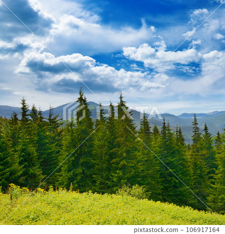 Beautiful pine trees on background high mountains. Beautiful pine trees on background high mountains. 106917164