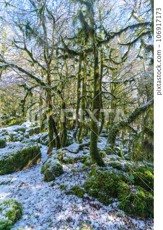 Sunlit mossy boxwood forest in winter, melting snow on the trees and on the ground. Spring vibe. Abkhazia, Lake Ritsa. 106917173