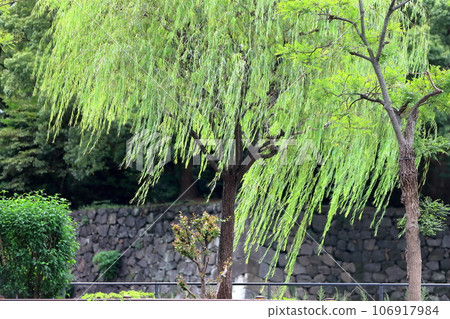 Willow tree 106917984