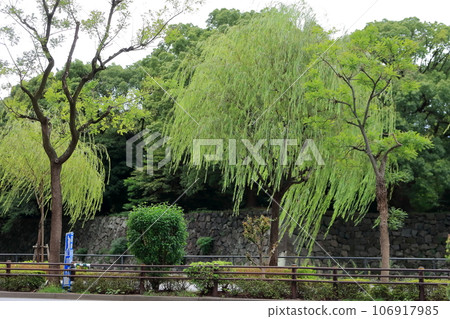 Willow tree Willow tree 106917985