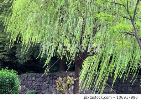 柳樹 柳樹 106917986