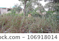 cemetery graves and natural greenery 106918014