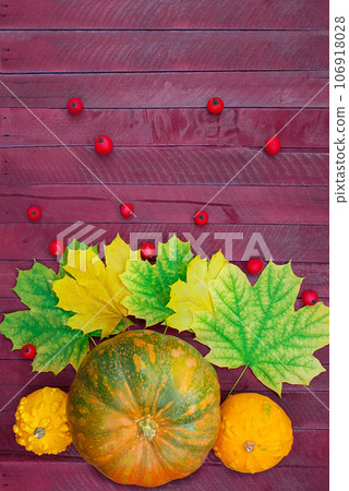 Orange-green, yellow pumpkins with maple leaves and rose hips on boards. Autumn, Thanksgiving day, Halloween. Food. Vertical, horizontal. Flat lay. Copy space Orange-green, yellow pumpkins with maple leaves and rose hips on boards. Autumn, Thanksgiving day, Halloween. Food. Vertical, horizontal. Flat lay. Copy space 106918028