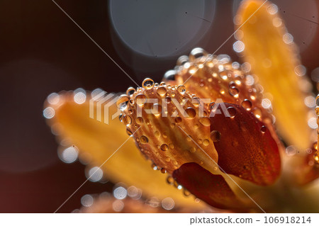 An orchid in full bloom with water drops on petals. A striking macro shot of a orchid. Generative AI 106918214