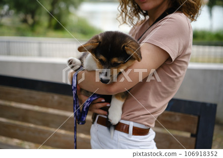 Pembroke Welsh Corgi Tri colored puppy in the park. Corgi outdoor 106918352