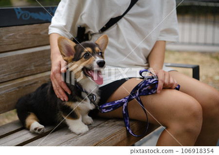 Pembroke Welsh Corgi Tri colored puppy in the park. Corgi outdoor Pembroke Welsh Corgi Tri colored puppy in the park. Corgi outdoor 106918354