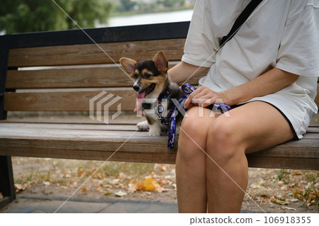 Pembroke Welsh Corgi Tri colored puppy in the park. Corgi outdoor 106918355