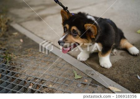 Pembroke Welsh Corgi Tri colored puppy. Unhappy corgi puppy does not want to go for a walk. Tired little corgi on a leash 106918356