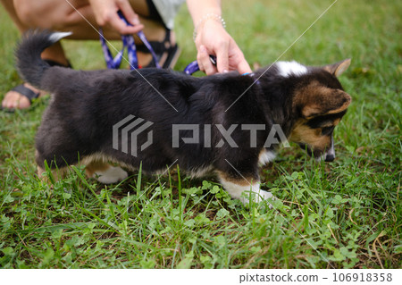 Pembroke Welsh Corgi Tri colored puppy in the park. Corgi outdoor 106918358