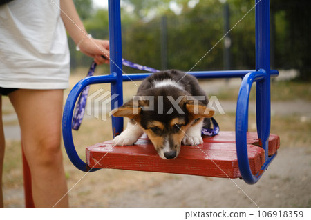 Pembroke Welsh Corgi Tri colored puppy with a child in the park. Corgi outdoor 106918359