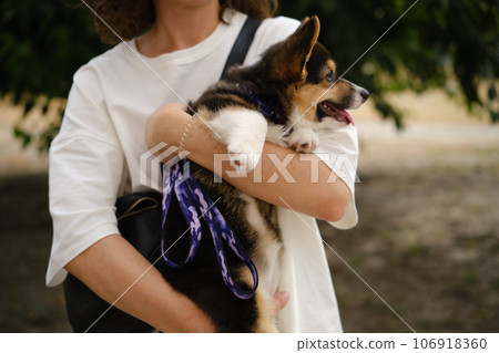 Pembroke Welsh Corgi Tri colored puppy in the park. Corgi outdoor 106918360