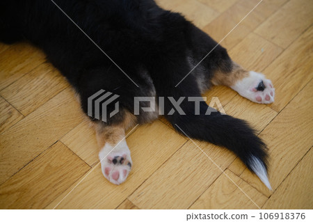 Pembroke Welsh Corgi Tri colored puppy 106918376