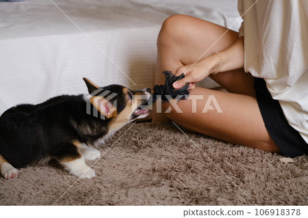 Pembroke Welsh Corgi Tri colored puppy plaing at home Pembroke Welsh Corgi Tri colored puppy plaing at home 106918378