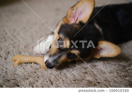 Pembroke Welsh Corgi Tri colored puppy plaing at home Pembroke Welsh Corgi Tri colored puppy plaing at home 106918380