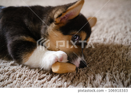 Pembroke Welsh Corgi Tri colored puppy plaing at home 106918383