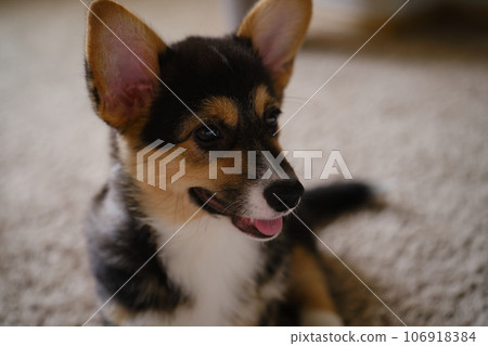 Cute portrait Pembroke Welsh Corgi Tri colored puppy 106918384