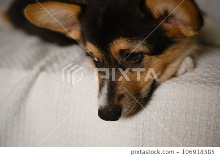 Cute portrait Pembroke Welsh Corgi Tri colored puppy 106918385