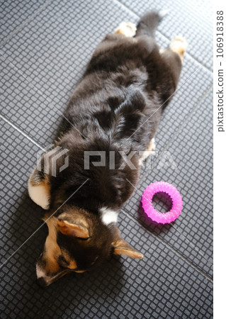 Pembroke Welsh Corgi Tri colored puppy plays with a toy Pembroke Welsh Corgi Tri colored puppy plays with a toy 106918388