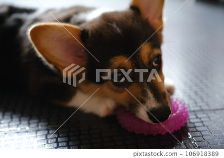 Pembroke Welsh Corgi Tri colored puppy plays with a toy Pembroke Welsh Corgi Tri colored puppy plays with a toy 106918389