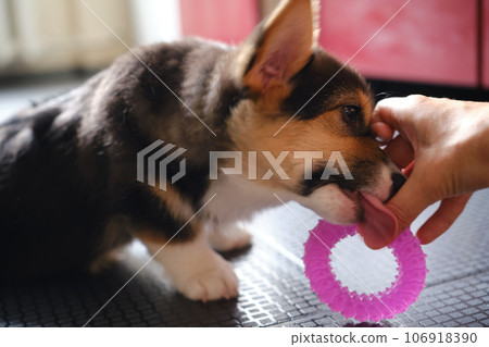 Pembroke Welsh Corgi Tri colored puppy plays with a toy 106918390