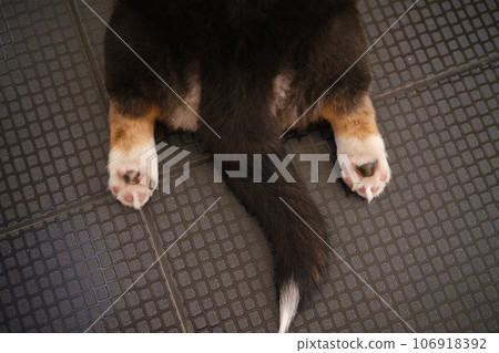 Pembroke Welsh Corgi Tri colored puppy Pembroke Welsh Corgi Tri colored puppy 106918392