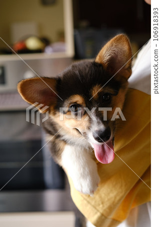 Pembroke Welsh Corgi Tri colored puppy on the hands Pembroke Welsh Corgi Tri colored puppy on the hands 106918393