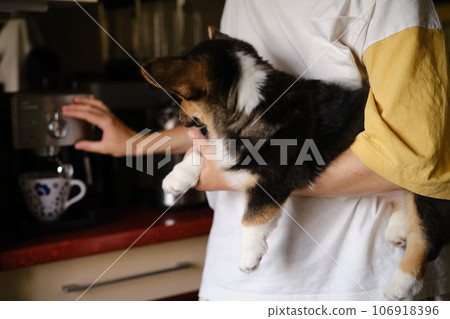 Pembroke Welsh Corgi Tri colored puppy on the hands helps to make coffee 106918396