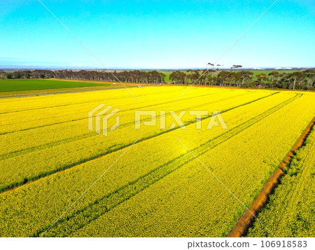 An aerial photo of a beautiful rape field in Victoria, Australia on a sunny day 106918583