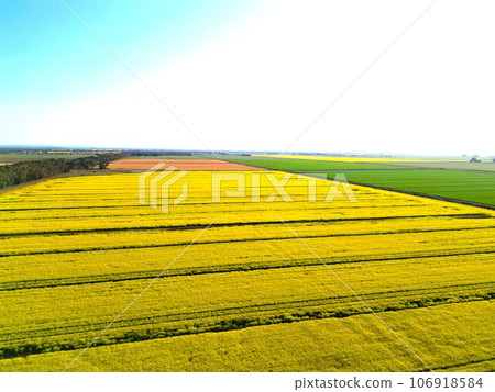 陽光明媚的日子，空中拍攝澳大利亞維多利亞州美麗的油菜田 106918584