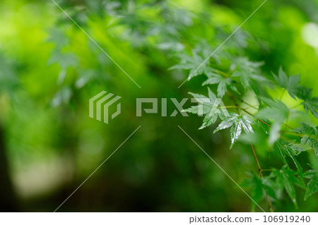 Blue leaves Blue leaves 106919240