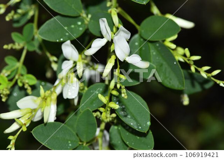 White-flowered cypress 106919421