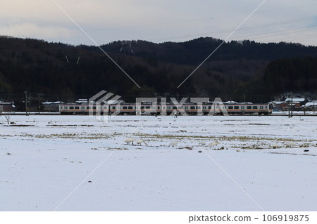 Winter in Echigo: Swans that flew into the countryside in the Honai district of Sanjo City 106919875