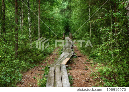 Summer moody forest Summer moody forest 106919970