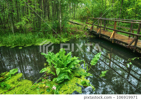 Swamp in the forest 106919971