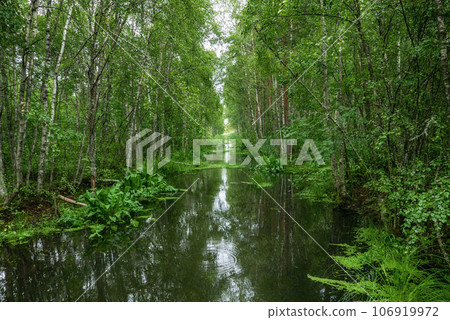 Swamp in the forest 106919972
