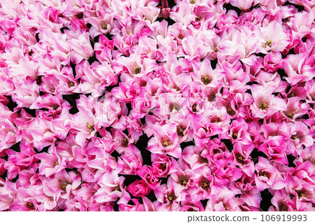 Pink tulip flowers 106919993