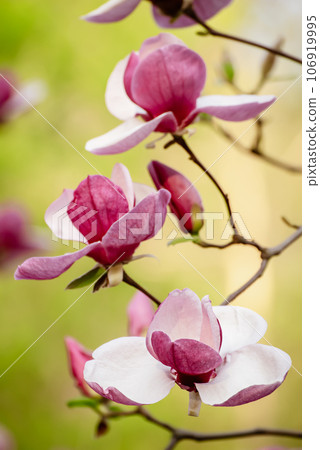 Magnolia spring flowers 106919995