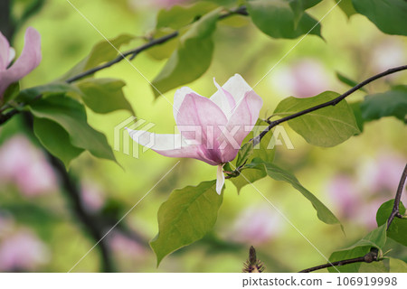 Magnolia spring flowers 106919998