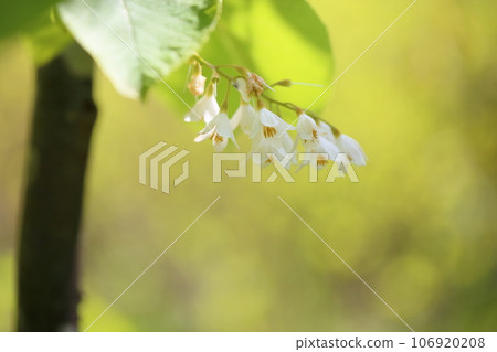 Hakuunboku花 Hakuunboku花 106920208