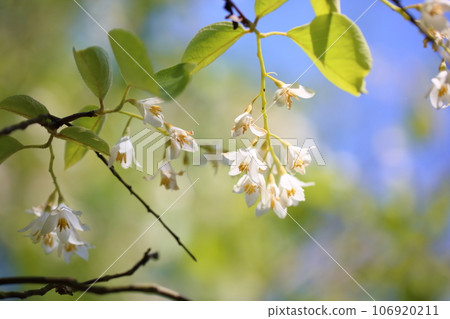 Hakuunboku花 Hakuunboku花 106920211