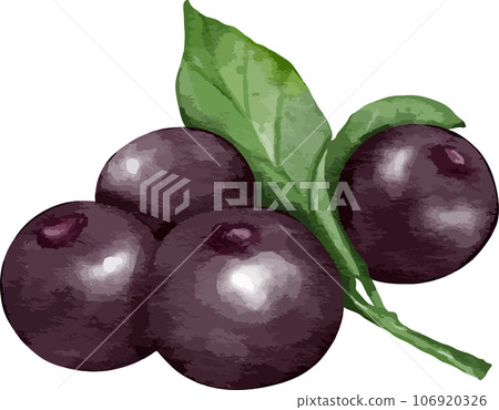 black currants fruit composition watercolor illustration isolated element black currants fruit composition watercolor illustration isolated element 106920326