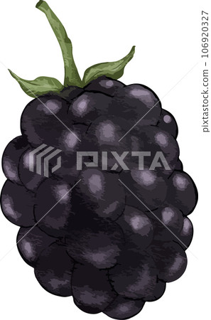 blackberry fruit composition watercolor illustration isolated element blackberry fruit composition watercolor illustration isolated element 106920327